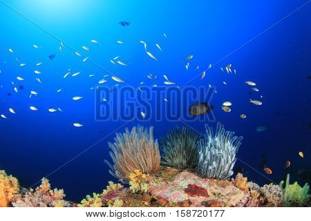 Coral reef and fish underwater