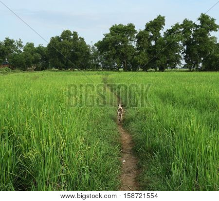 Dog walking in the rice field, Myanmar