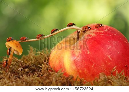 closeup many little ladybugs moves on a branch from mushroom on Apple on green background . Animal humor. the concept of movement or migration