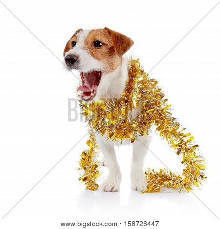 The small doggie of breed a Jack Russell Terrier and Christmas tinsel