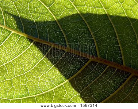 Hoja Macro