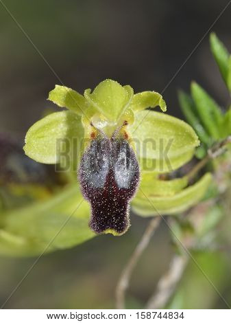 Ophrys fusca ssp cinereophila Orchid From Cyprus