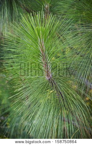 Longleaf pine (Pinus palustris). Called Southern Yellow Pine also