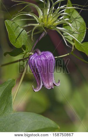 Vase vine (Clematis viorna). Called Bluebill and Leather flower also