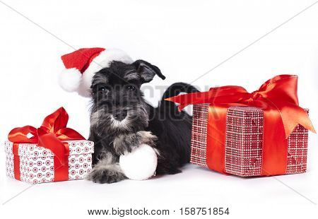 dog schnauzer  wearing a santa hat