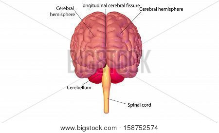 3d illustration human body brain .human body part.