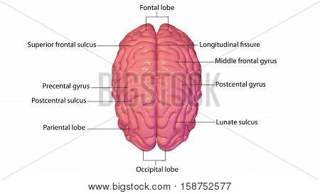 3d illustration human body brain .human body part.