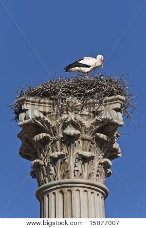 Cicogna su colonna