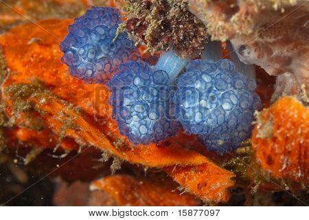 ไข่ frogfish
