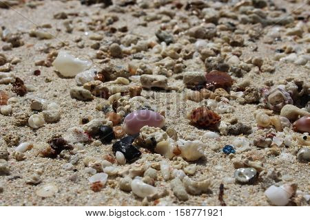 Sea shells on sand. Summer beach background. Philippines