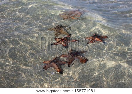 Starfish and water sea with light reflection.