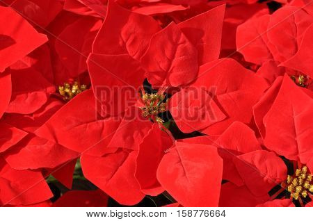beautiful exotic plant of poinsettia or spurge flower bright red color leaves of natural christmas or xmas bush foliage as floral background