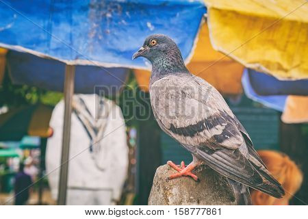 Gray Dove on the city landscape background. Funny Pigeon is sitting on the stone of of Wat Rakhang Pier, Bangkok, Thailand.