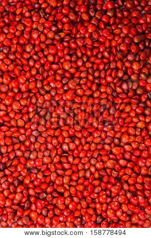 Red sandalwood seeds or Adenanthera pavonina L. background and texture. / Used as beads and in percussion instruments.