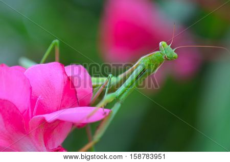 green praying mantis on tje pink flower.