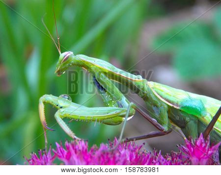 green mantis on the pink flower in garden
