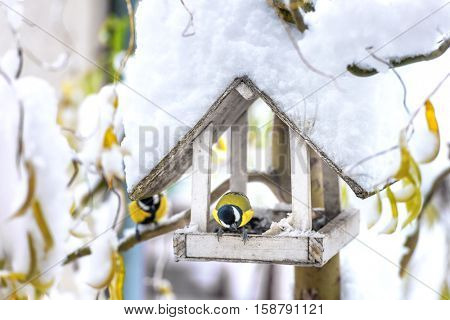 small bird on feedbox close up