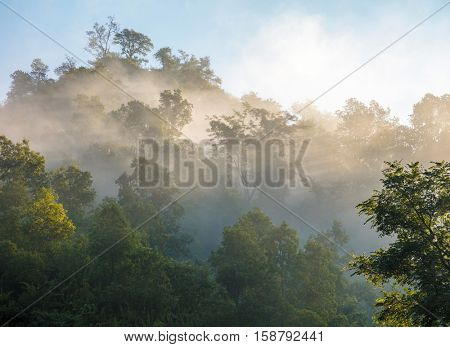 Green foggy forest in morning lights. Nepal, Manaslu trek