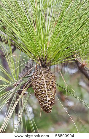Longleaf pine (Pinus palustris). Called Southern Yellow Pine also