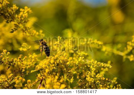 small working bee flying away with honey in golden wildflowers