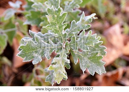 Frost oak leaves on a cold autumn morning