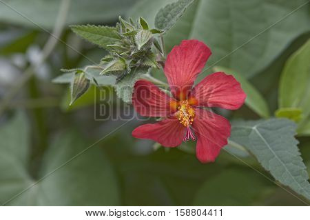 Red mallow (Pavonia missionum). Called Orange hibiscus also