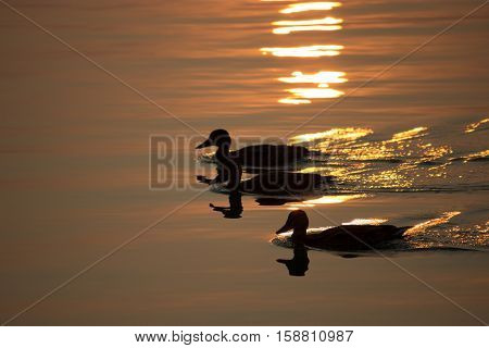 three duck swim on the lake sunset