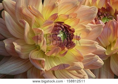 Dahlia (Dahlia x cultorum). Close up image of flower