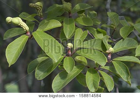 Saucer magnolia (Magnolia x soulangeana). Hybrid between Magnolia denudata and Magnolia liliiflora. Called Chinese Magnolia and Tulip Magnolia also