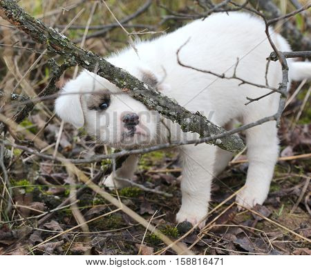 picture of a sad abandoned puppy on the chaparell