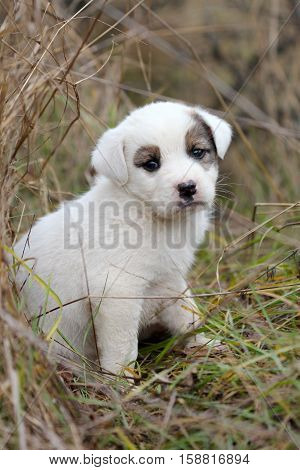 picture of a sad abandoned puppy on the chaparell