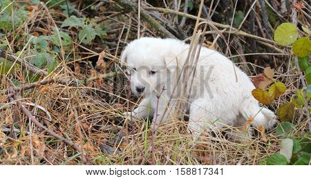 picture of a sad abandoned puppy on the chaparell