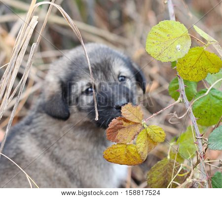 picture of a sad abandoned puppy on the chaparell