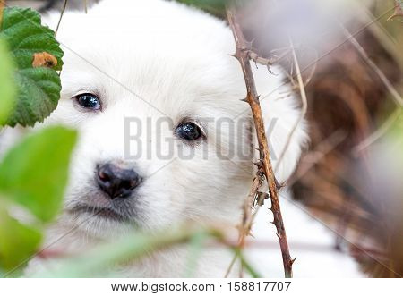 picture of a sad abandoned puppy hiding on the chaparell