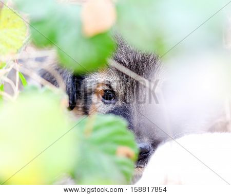picture of a sad abandoned puppy hiding on the chaparell