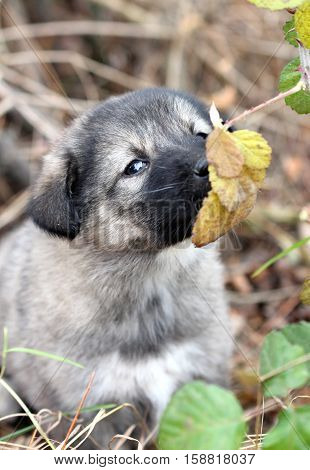 picture of a sad abandoned puppy smelling the laves on the chaparell