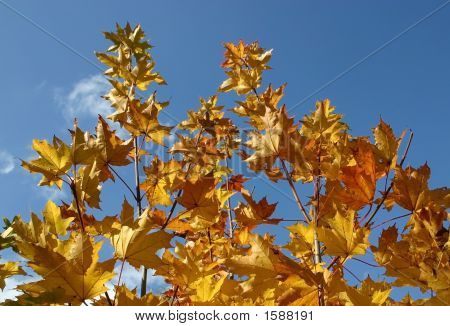 Folhas de bordo amarelo sobre um fundo de céu