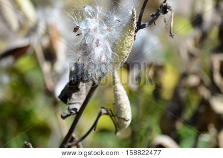 Milkweed plants growing during the fall season