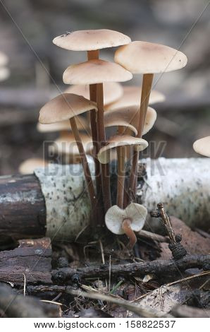 Mushrooms (Gymnopus confluens) on an old gray autumn leaves