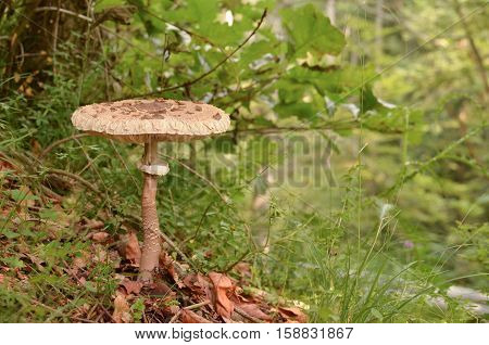 One Parasol mushrom or Macrolepiota procera delicious edible mushroom in natural habitat on a deep in the forest