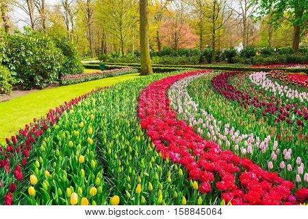 Colorful growing tulips curved stripes flowerbed at spring day