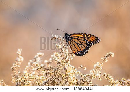 Viceroy Butterfly (Limenitis archippus) looks like the Monarch and is seen perched on dried flowering bushes with soft blue and beige colors in background