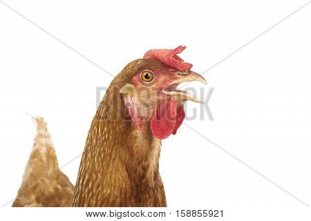 close up head of chicken hen isolate white background