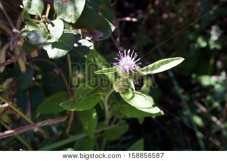 The flower of a greater burdock plant (Arctium lappa) blooms during August in a yard in Harbor Springs, Michigan.