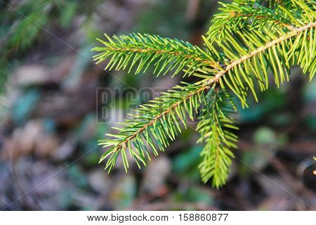Green spruce needles on a tree branches