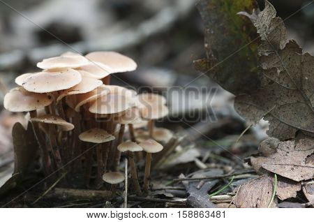 Mushrooms (Gymnopus confluens) on an old gray autumn leaves