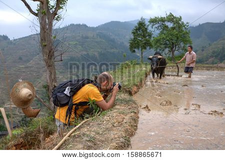 Zhaoxing Dong Village Guizhou Province China - April 9 2010: A tourist photographs the farmer who plowed the soil in the rice fields using buffalo.