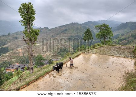 Zhaoxing Dong Village Guizhou Province China - April 9 2010: Chinese peasant with bull plowing flooded rice paddy.