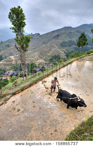 Zhaoxing Dong Village Guizhou Province China - April 9 2010: Farmer in countryside asia Are plowing soil for rice cultivation with buffalo.