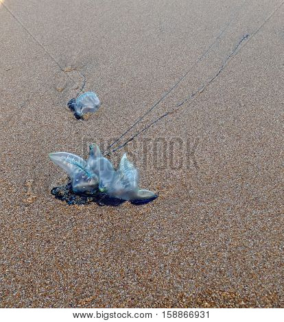 The bluebottle jellyfish on sand, nature, background